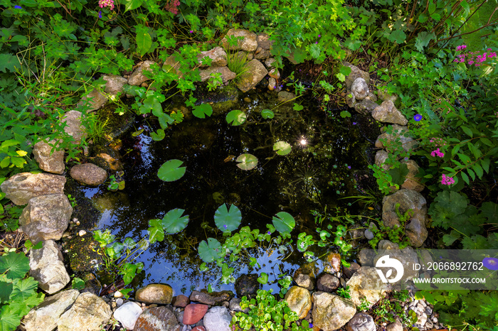 Garden pond in the backyard