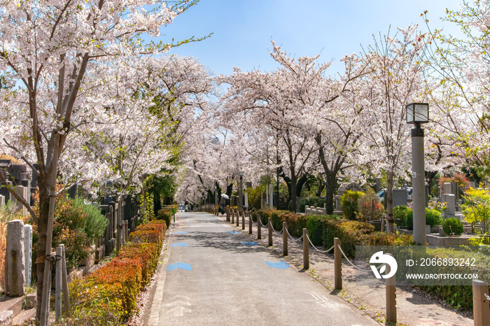 青山霊園の満開の桜並木