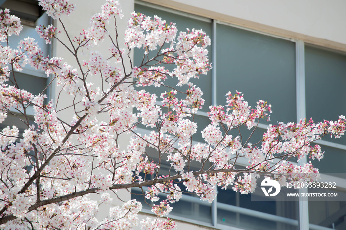 満開の桜と校舎