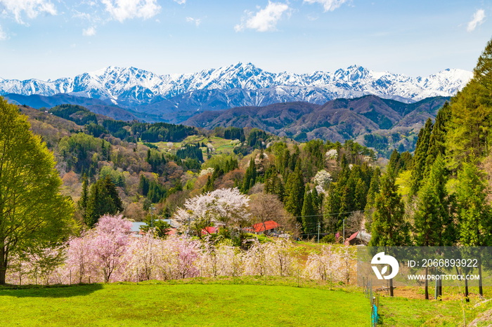 長野県小川村・立屋の桜と北アルプス