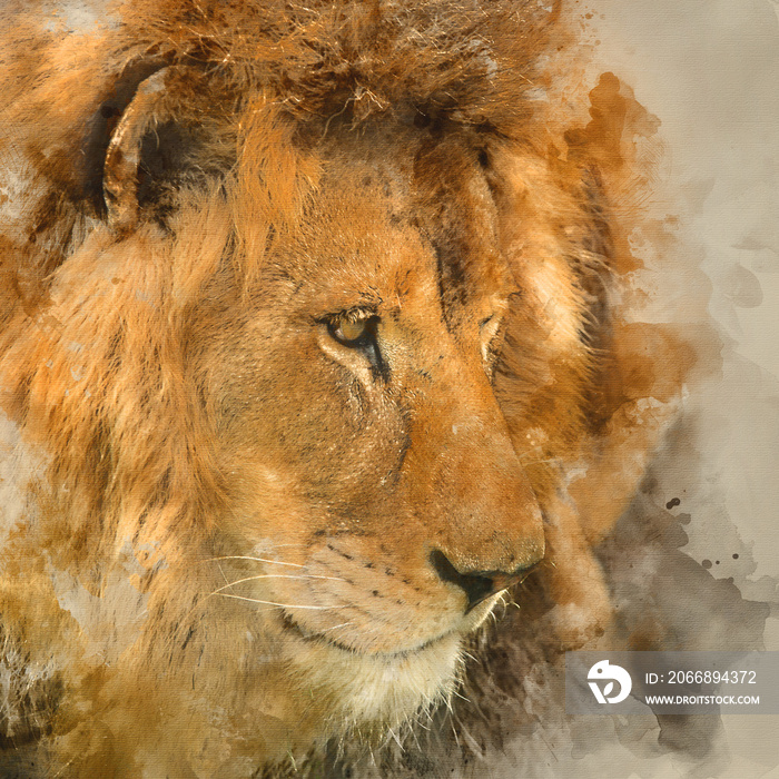 Digital watercolour painting of Beautiful intimate portrait image of King of the Jungle Barbary Atlas Lion Panthera Leo