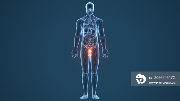 3D illustration of male reproductive system anatomy