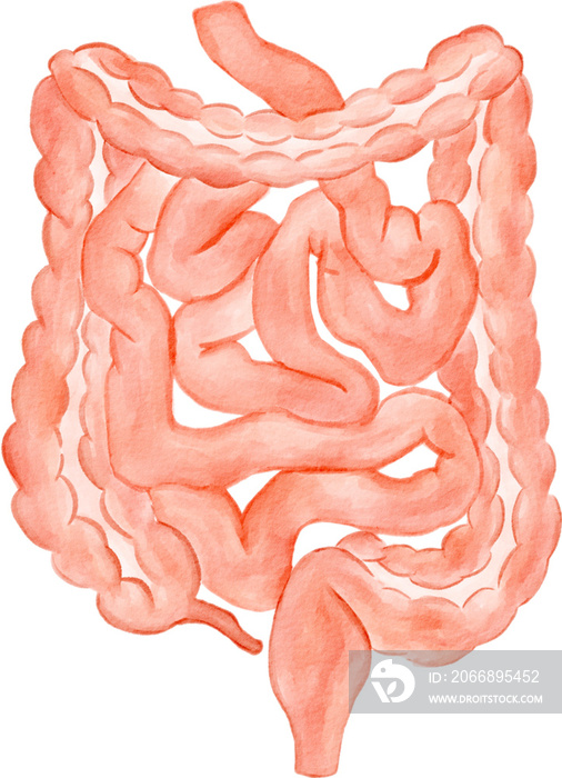 Intestine human organ watercolor png