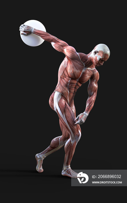 3D render of male figures pose with skin and muscle map on dark background with clipping path, Concept of between gods pose.