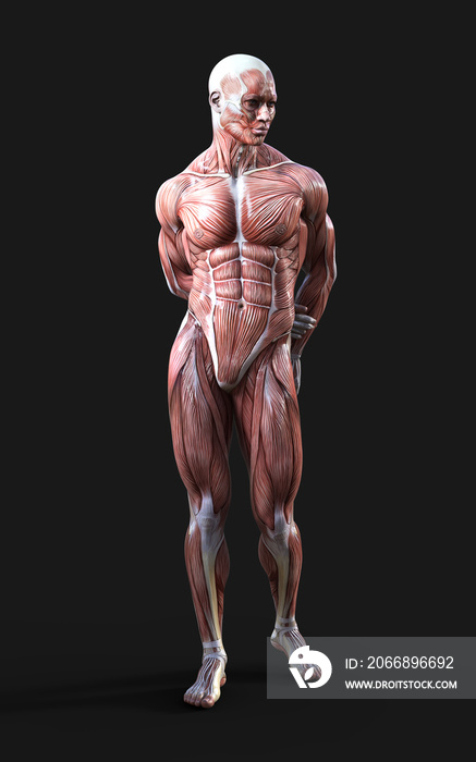 3D render of male figures pose with skin and muscle map on dark background with clipping path, Concept of between gods pose.