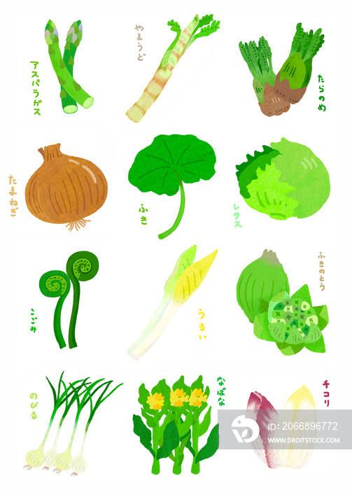 春野菜 Spring vegetables