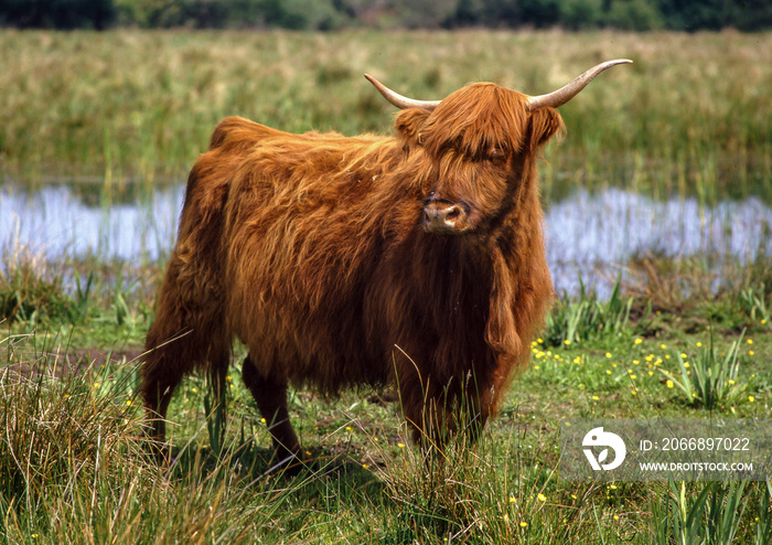 vache Highland, Marais Vernier, Eure, 27, Normandie