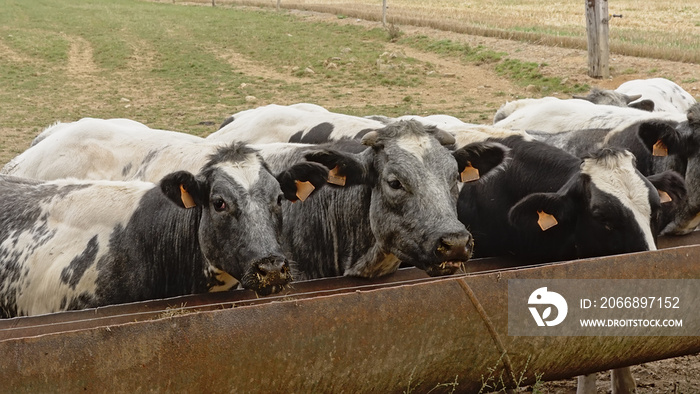 Cows along a feeder in the Wallonian countryside