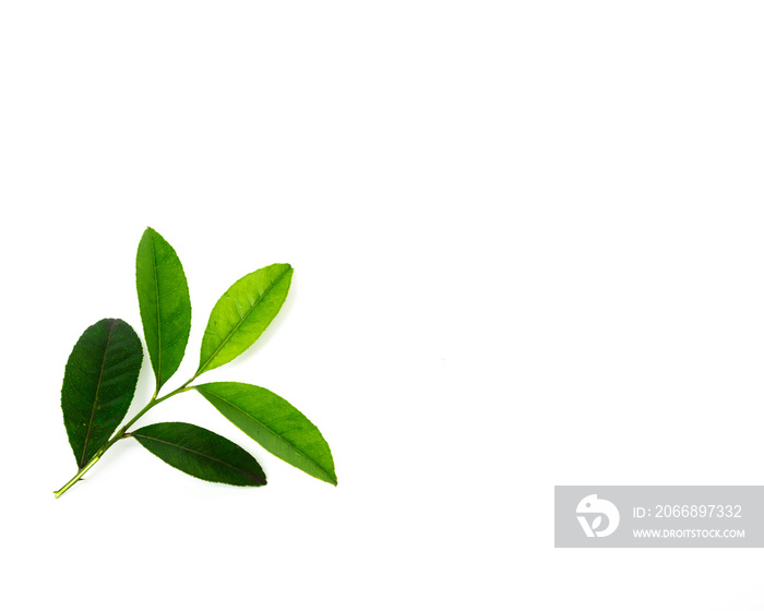 Studio shot branch of fresh green lemon leaves isolated