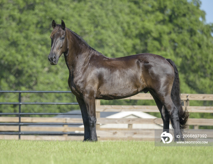 Friesian horse standing