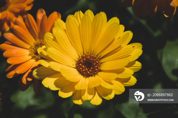 yellow calendula flowers on green background