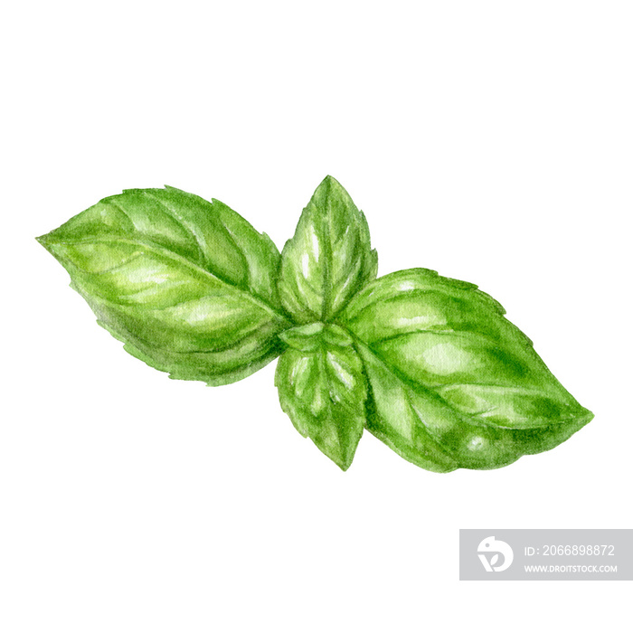 Basil leaf watercolor isolated on white background