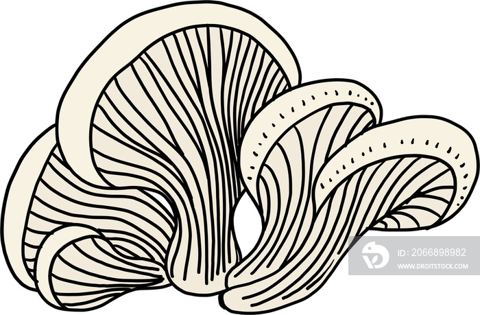 doodle freehand sketch drawing of oyster mushroom vegetable.