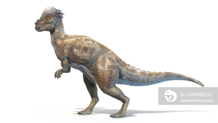 3d rendered illustration of a Pachycephalosaurus