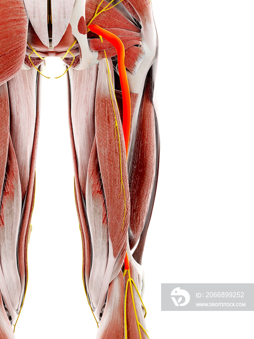 3d rendered illustration of the sciatic nerve