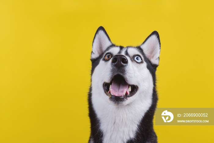 Happy bi-eyed husky dog smiling in studio on the yellow background, concept of dog emotions