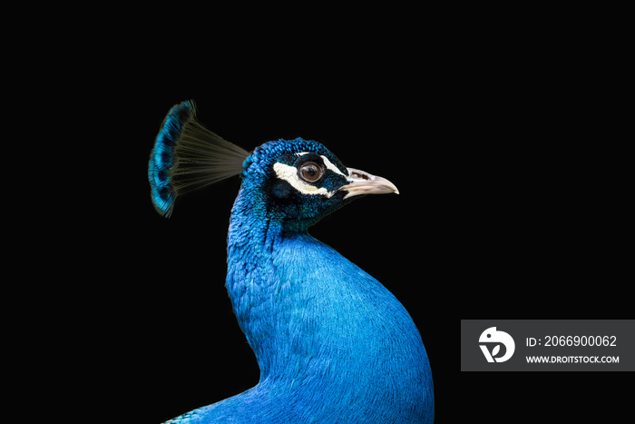 Pfau Kopf vor schwarzem Hintergrund