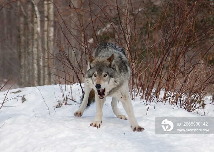 Timber wolf or Grey Wolf (Canis lupus) growling in the winter snow in Canada