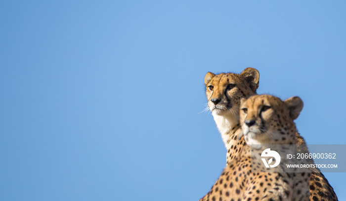 Two cheetahs looking for some food over blue sky.