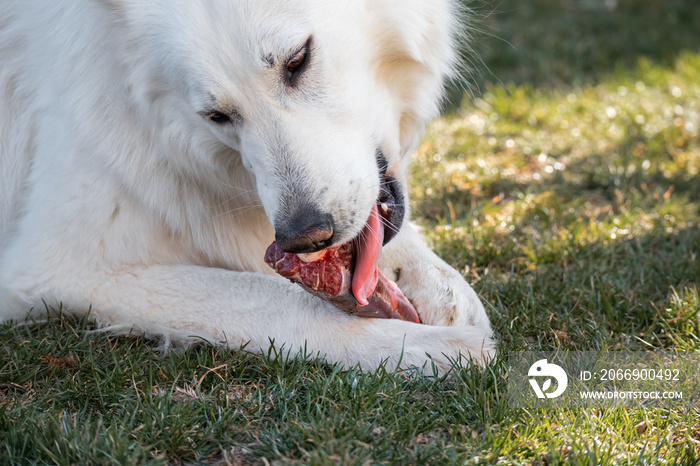 Dog chewing raw bone meat. Natural BARF food for healthy life.