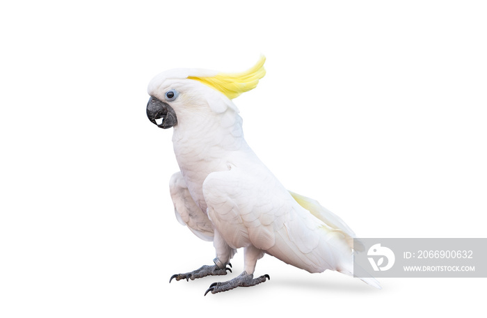 sulphur crested cockatoo isolated on white background with clipping path