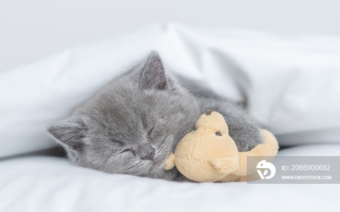 Cozy tiny kitten sleeps with favorite toy bear under warm white blanket on a bed at home