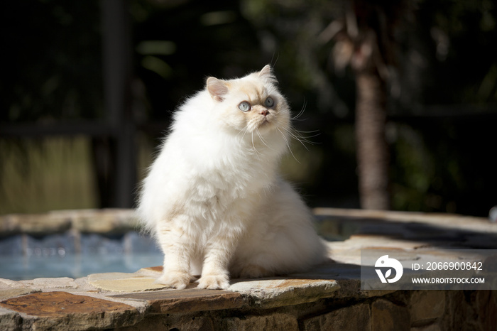 himalayan cat