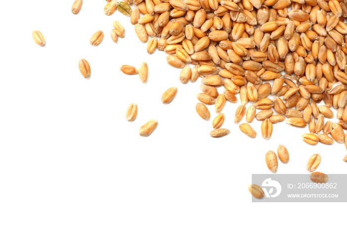 wheat grains isolated on white background. top view