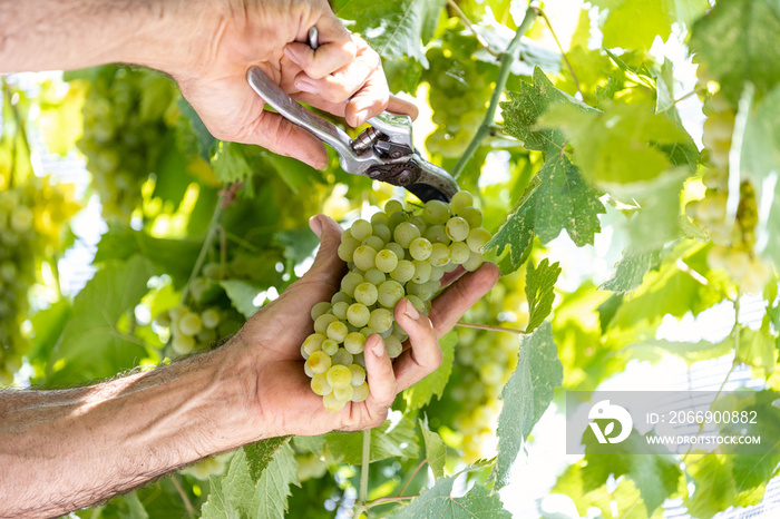 A farmer harvesting grape. This peasant is picking up a bunch of grape. This is white grape.