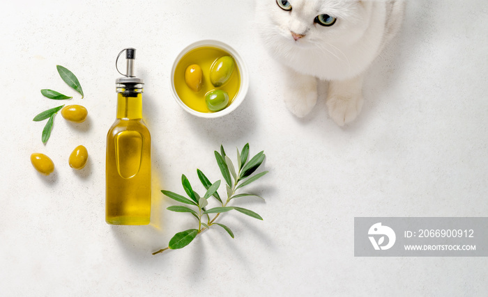 Olives and olive oil in white bowl. Bottle of olive oil with olive leaves on white background. Cute British cat. Mockup for package. Copy space.