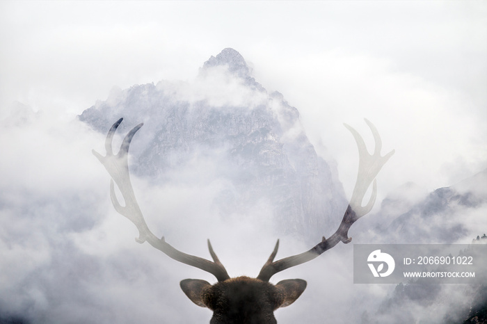 Double exposure of antler and forest