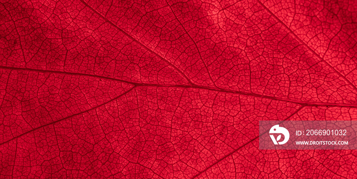 red macro leaf photo for background