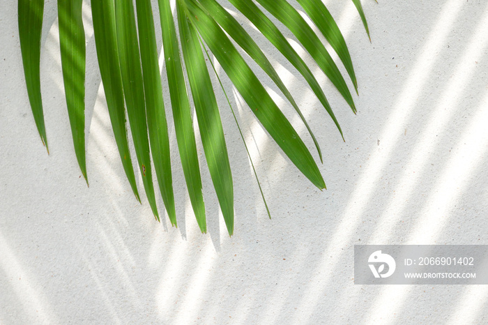 abstract background texture of shadows palm leaves on a concrete wall