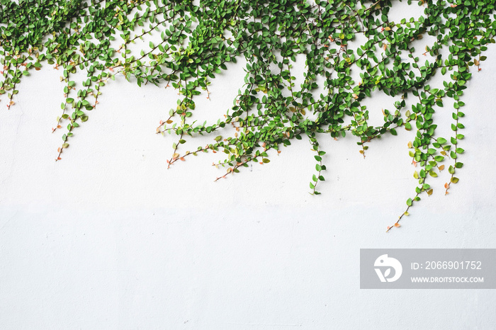 The surface of green leaves On a white plaster wall decoration wall with grunge surface texture for design with text or image space.