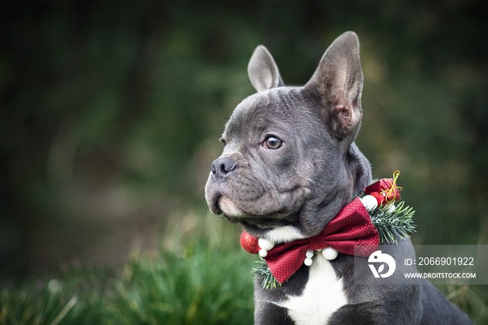 Beautiful young blue French Bulldog dog wearing seasonal Christmas collar with red bow tie on blurry green background