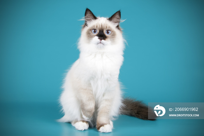 Ragdoll cat on colored backgrounds