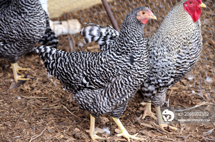 Hertiage Pure Bred Show Dominique Rooster and Hen