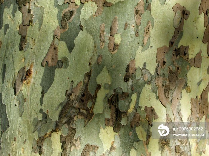 Military texture on the tree bark. Green and brown khaki camouflage pattern for background. Botanical Platanus peel with cracks.