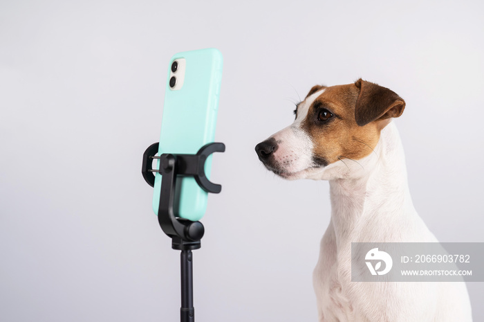 Jack Russell Terrier dog live streaming on smartphone.