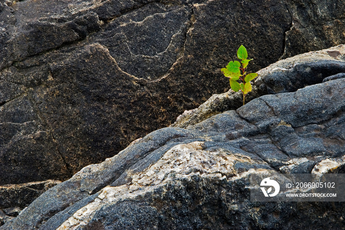 Quaking aspen sapling (Populus tremuloides) growing from crevice in rock on island in the Georgian Bay, Ontario.