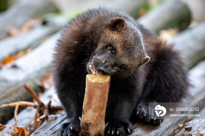 Wolverine eating in the forest during the autumn