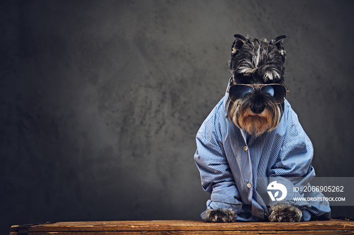 A dogs dressed in a blue shirt and sunglasses.