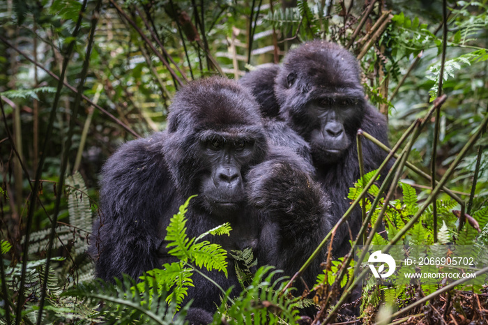 Mountain gorillas in the rainforest. Uganda. Bwindi Impenetrable Forest National Park. An excellent illustration