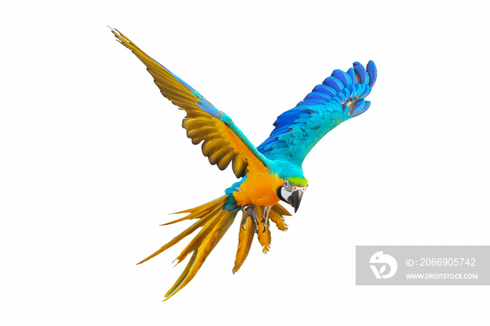 Colorful macaw parrot flying isolated on white.