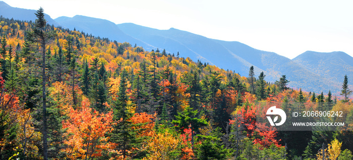 Panorama of Fall foliage in White mountain national forest