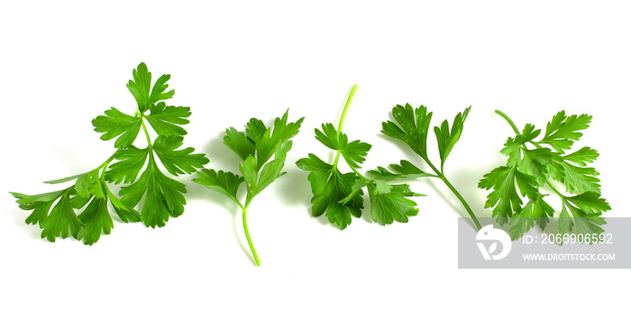 Fresh green parsley, branches with leaves isolated on white background.