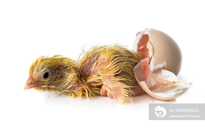 Newborn Yellow chicken hatching from egg on white background