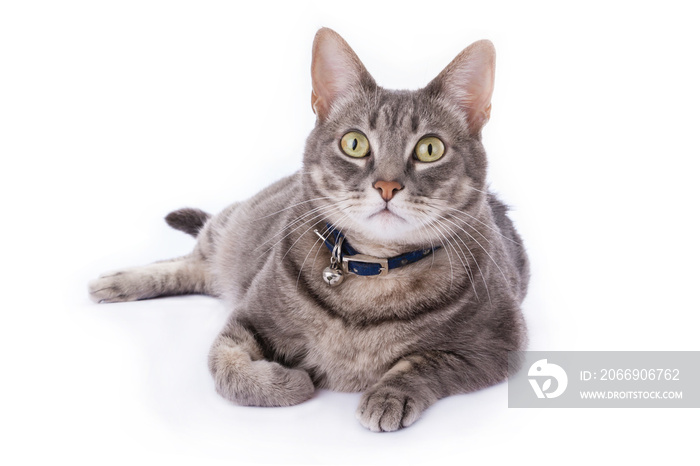 Tabby cat laying down and looking at camera isolated on white