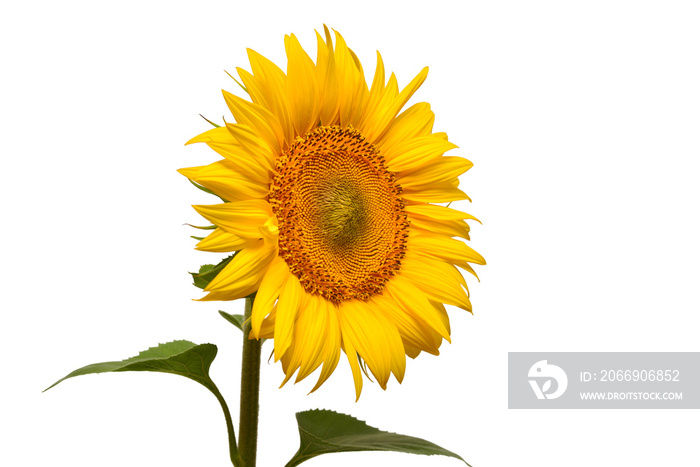 Flower of sunflower head isolated on white background. Seeds and oil. Flat lay, top view