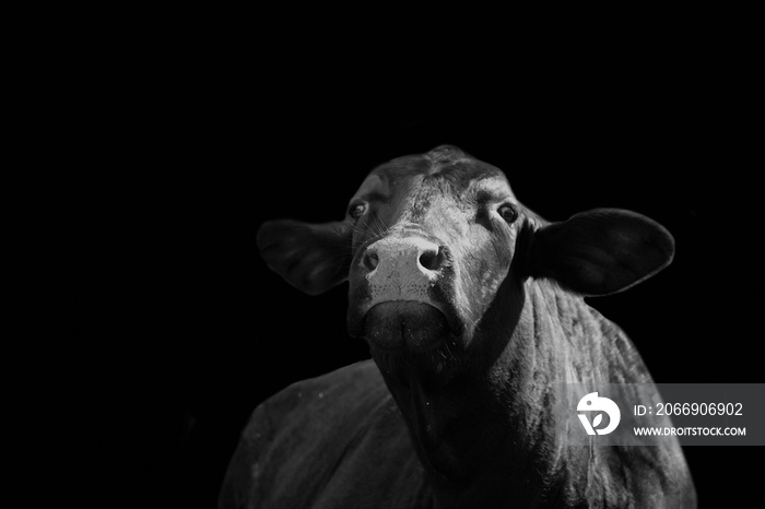 Santa Gertrudis cow in black and white, animal from agriculture cattle farm.